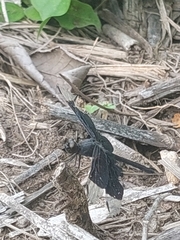 Erythrodiplax funerea