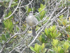 Saltator similis