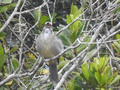 Saltator similis