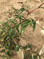 Persicaria lapathifolia