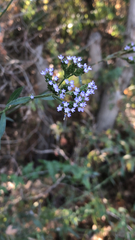 Verbena brasiliensis