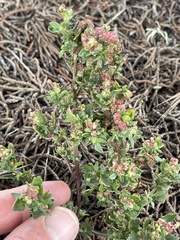 Chenopodiastrum murale