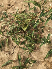 Persicaria lapathifolia