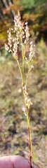 Polygonella articulata