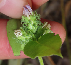 Symphyotrichum anomalum