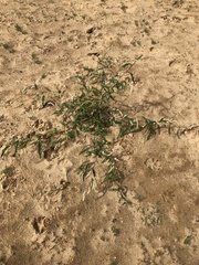 Persicaria lapathifolia