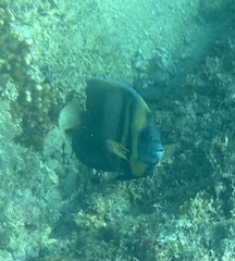 Cortez Angelfish