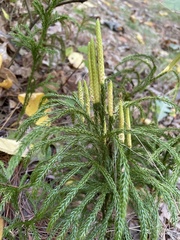 Dendrolycopodium hickeyi