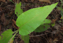 Symphyotrichum anomalum