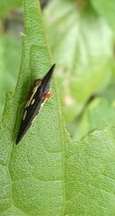 Polyglypta costata