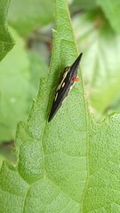 Polyglypta costata