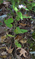 Symphyotrichum anomalum