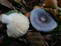 Heterophyllidia