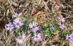 Symphyotrichum oblongifolium