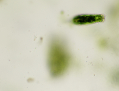 Dicranophoroides caudatus