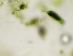 Dicranophoroides caudatus