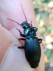 Pterostichus niger
