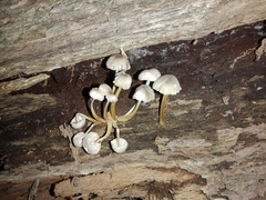 Mycena galericulata