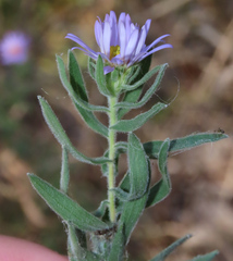 Symphyotrichum oblongifolium