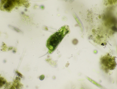 Dicranophoroides caudatus