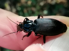 Pterostichus niger