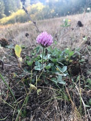 Trifolium pratense