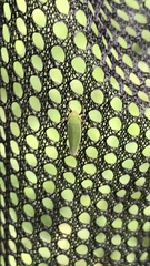 Draeculacephala antica