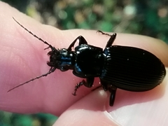 Pterostichus niger