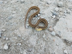 Thamnophis eques