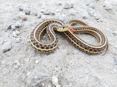 Thamnophis eques