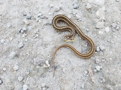 Thamnophis eques