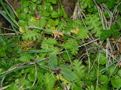 Leptinella potentillina