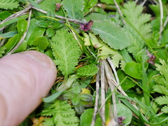 Leptinella potentillina