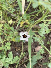 Hibiscus trionum