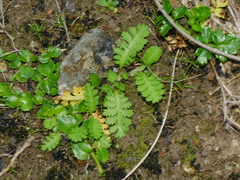 Leptinella potentillina