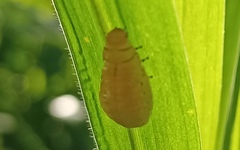 Doryphorina
