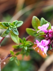 Thymus praecox