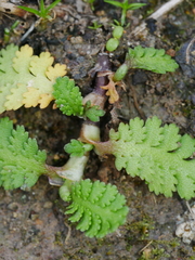 Leptinella potentillina
