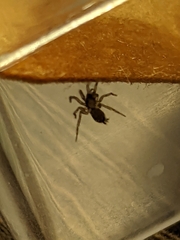 Herpyllus ecclesiasticus
