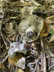 Tricholoma hordum