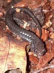 Plethodon