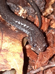 Plethodon