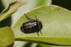 Astylus cyanerythrus