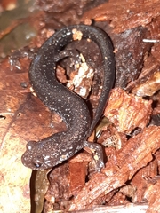Plethodon