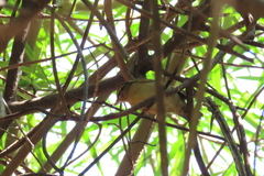 Helmitheros vermivorum