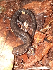Plethodon