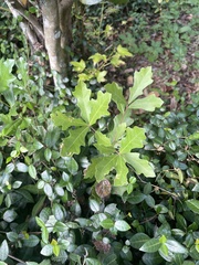 Quercus hemisphaerica