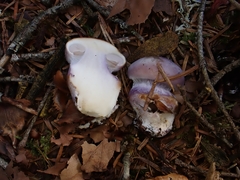 Cortinarius dibaphus