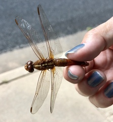 Libellula needhami