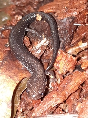 Plethodon